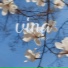 XANSX