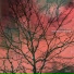 LA Riots, Jessie Malakouti, ThankYouX
