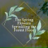 Swedish Forest Birds