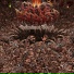 Mortal invasion
