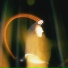 Mike Levi