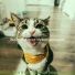 Высококлассные Музыка для кошек