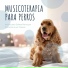 Thiago Mascotas