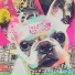 Friendly Frenchie Fi