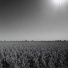 Las Voces del Chañaral