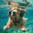 Puppy Music Dreams, Sea Shanty, Binaural Pulsation