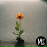 Met23