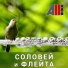 AllVideo