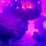 Shroomi