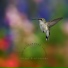 Sleepy Bird Sounds