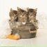 Cat Relaxing Master