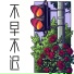 艾可薇