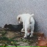 Siggi