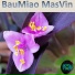 masvin