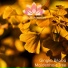 Naturasounds