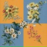 Flowers Bloom