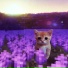 AMIRICLUB