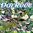 DarReec