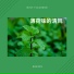 雨墨箫, 雨墨簫