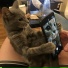 igorekowo, meowscles