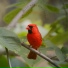 ASMR Birds in the Forest