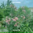 Alluniar