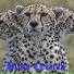 Blind Cheetah