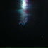 Veilr