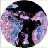 Dubquest, Giuseppe Cennamo
