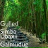 Gulled Simba