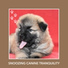 Dog Anxiety Relief