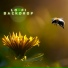 ChillHop Soul