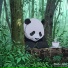 Bamboo Tapes