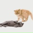 Cat Relaxing Master