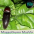 masvin