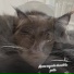 Titi l'amour des animaux
