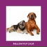 Relaxing Dog Music