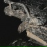 STS-51L, Rooina