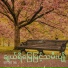 Tay Chit Thu