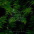 Musica Reiki, Spa Relaxation, reiki tribe