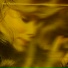Ergy