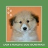 Relaxing Dog Music
