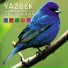 David Yazbek
