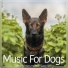 Dog Music Dreams, Dog Music, Dog Music Therapy