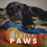 Dog Relaxation