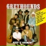 Greyhounds