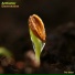 Antfactor