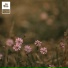 Lofi Munk Music, HBR36