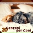 Mindfulness Cani