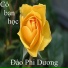 Đào Phi Dương